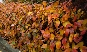 Irga błyszcząca (Cotoneaster lucidus) - jesień